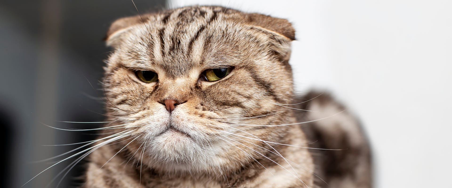 Cat breed 2024 with ears down